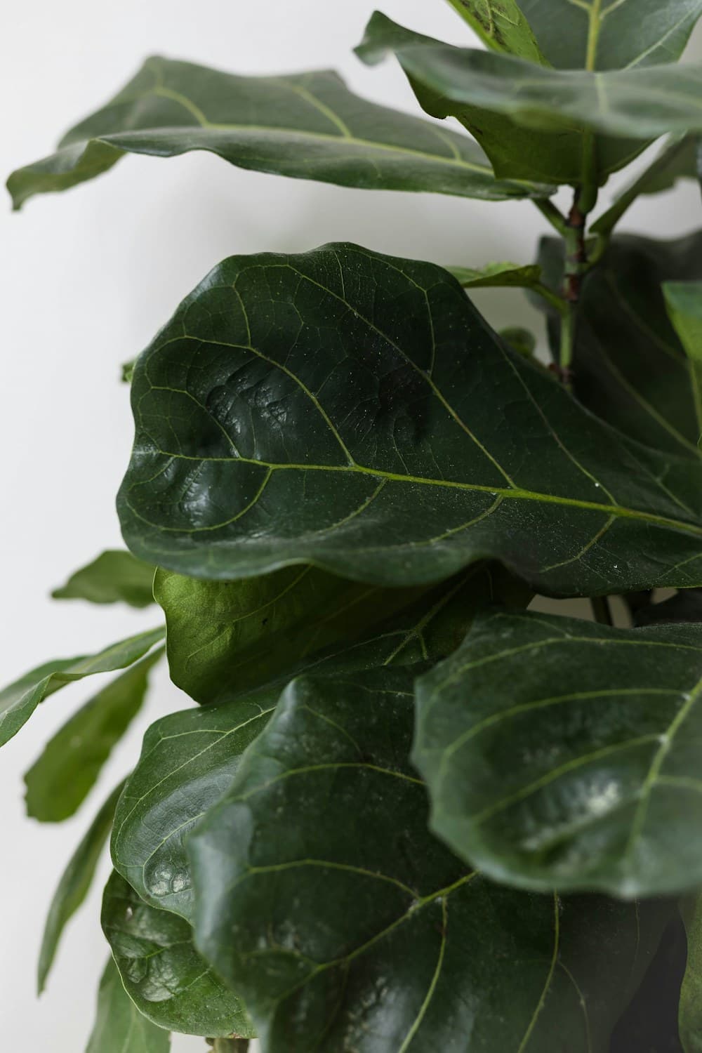Fiddle-leaf fig leaves