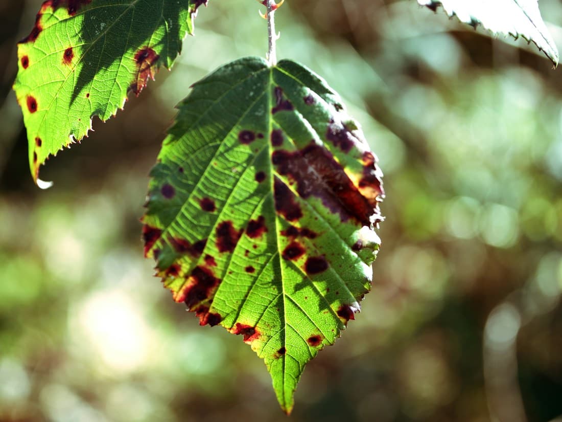 A leaf with brown spots, lit from behind