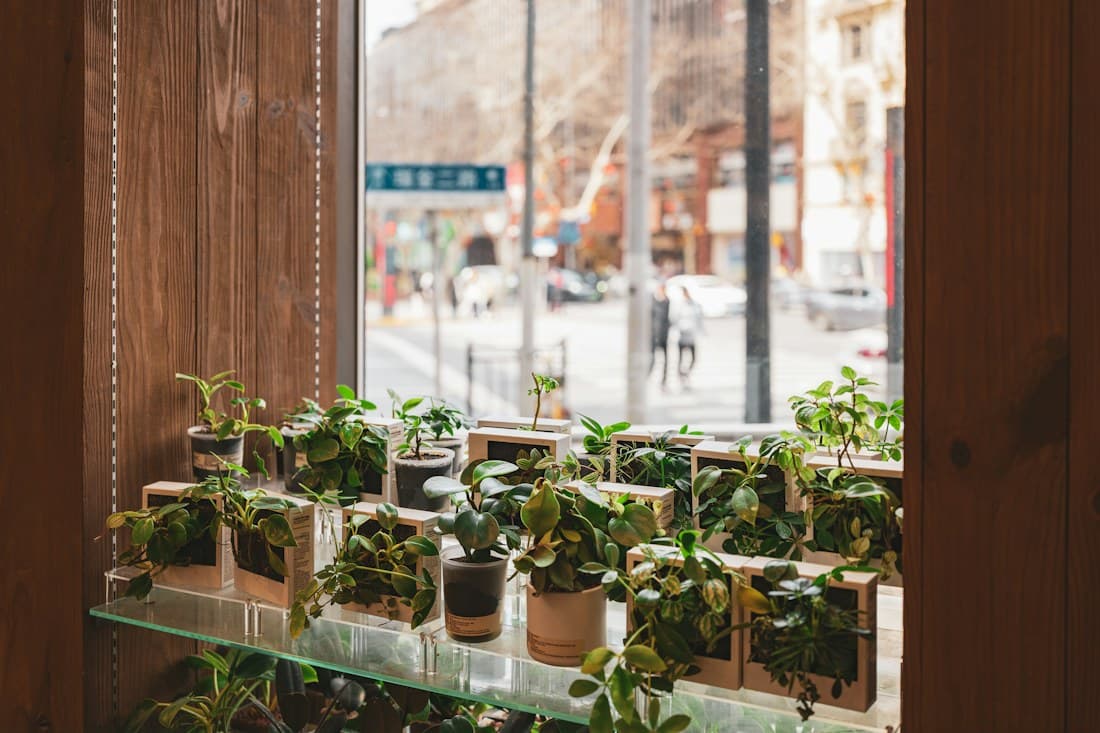 Potted plants on a sunny windowsill