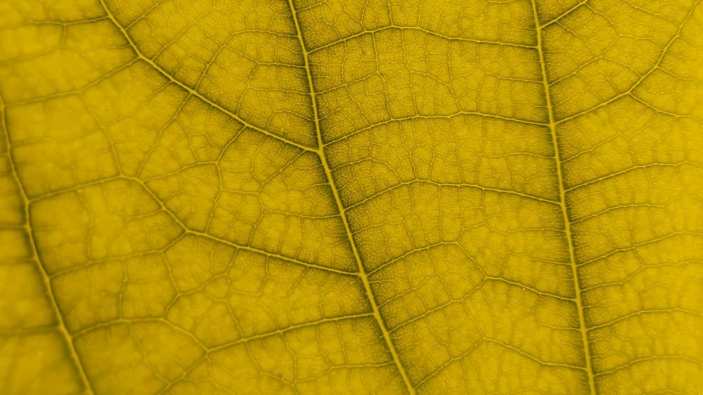 Close-up of a yellowing leaf